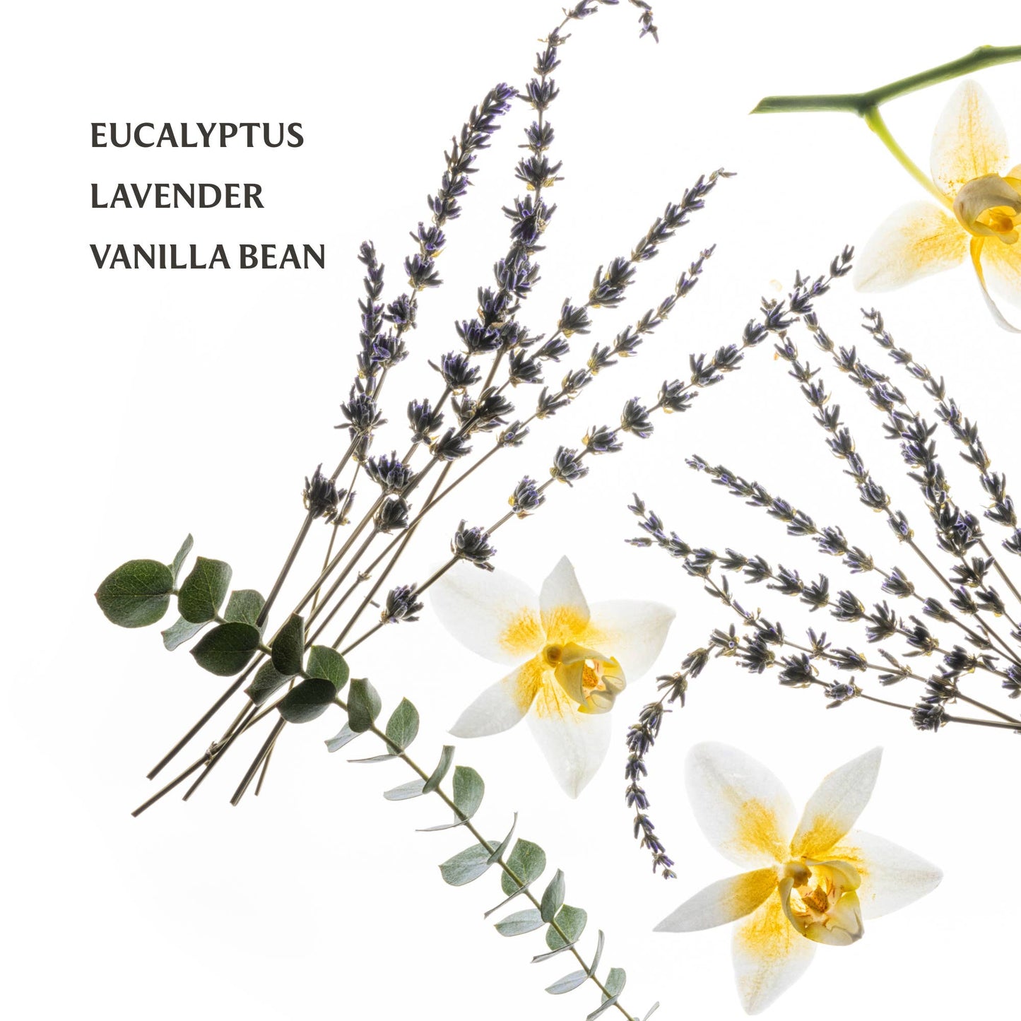 TOUCHLAND: PURE LAVENDER